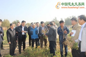 玉米花生寬幅間作技術考察與咨詢會順利召開 ()