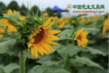 廣西油葵綻放引客來 發展生態旅游農民創收 ()