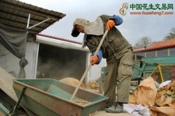 辽宁花生集散地　农民日负重4万斤 ()