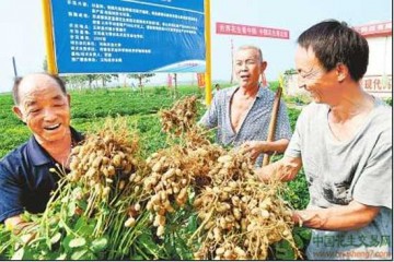 小花生變身“金花生” ()
