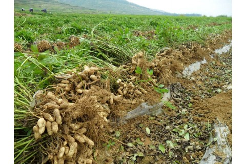 山西忻州花生