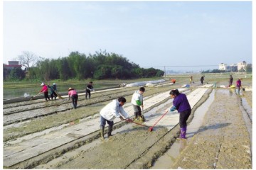 今年從化區糧食面積將達15萬畝 ()