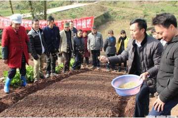 廣安鄰水水稻旱育技術 提高了糧食總產量 ()