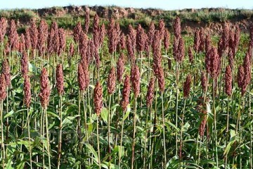 宋洛鄉為1500畝的紅高粱種植作技術儲備 ()