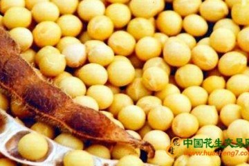 短期內大豆價格恐難上漲 ()
