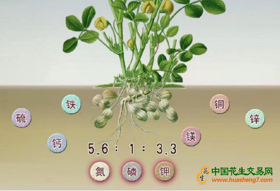 花生種植施肥技術