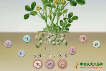 如何花生提高產量？科學施肥是關鍵 ()