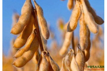 大豆補貼提高，種植慣性難掉頭？ ()