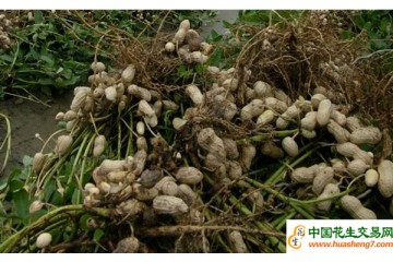 臺灣云林縣花生受災減產 ()