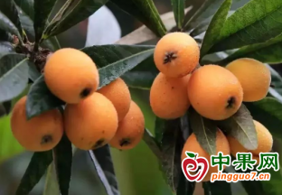 剑河县柳川镇：发展精品水果 带动群众增收 ()