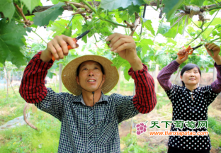 高淳桠溪：七星彩
疏果管理助…