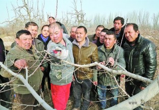新疆麦盖提县：林业局技术扶贫 助力红枣增产丰收 ()