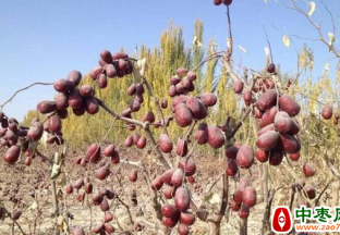 新疆民丰：红枣丰收进入采收季 ()