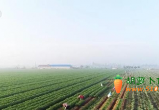 山东莱西5万亩优质胡萝卜喜迎丰收 出口内销双增长 ()