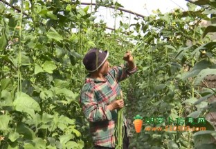 蔬菜大棚迎丰收