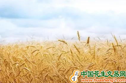 圖片 11
