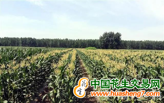 圖片 15