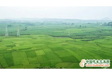 广西东兴：大力推进万亩高标准农田建设 ()