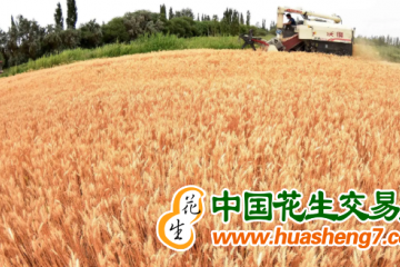新疆：全区小麦收获进度过半