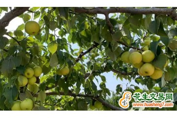 北京：特色果品京白梨進入采摘期 ()