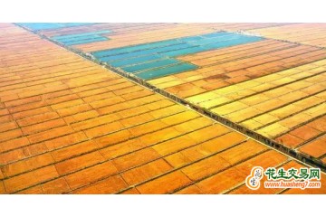 遼寧營口：“鹽田”飄出稻花香 ()