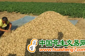河北灤州：23萬畝花生喜獲豐收 ()