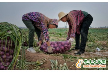 黑龍江寧安：小圓蔥大豐收 ()