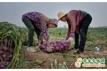 黑龙江宁安：小圆葱大丰收 ()