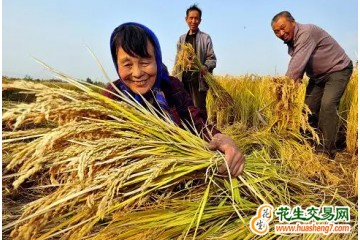 遼寧燈塔市：稻香飄  喜開豐收鐮 ()