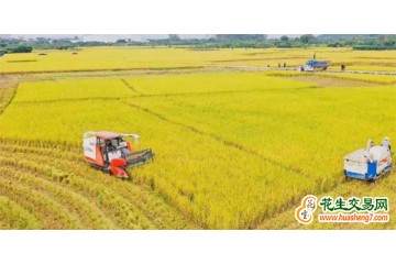 云南昭通：生態(tài)米香 “豐”景獨好 ()