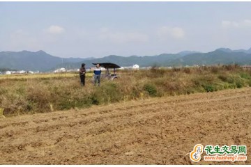 湖南：已完成油菜播栽2000萬畝 ()