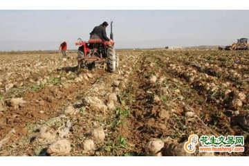新疆：已收获甜菜55万亩 收获面积接近九成 ()