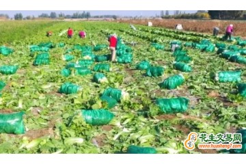 2022年新疆冬儲菜種植面積逾百萬畝 ()