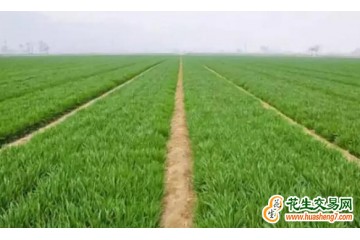 山西：冬小麥播種任務超額完成 ()