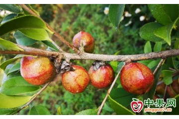 安徽黃山：千畝油茶結“金果” ()