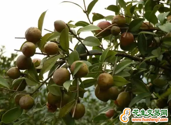 圖片1