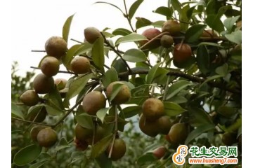 四川省油茶種植面積達58.4萬畝