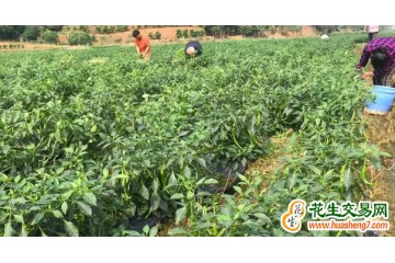 廣西貴港：撂荒地上長滿“致富椒” ()