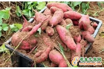 海南陵水：引進地瓜新品種助農增收 ()