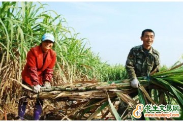 海南文昌：甘蔗采收忙 ()