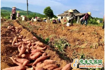 廣西灌陽縣：退果還糧結碩果 ()