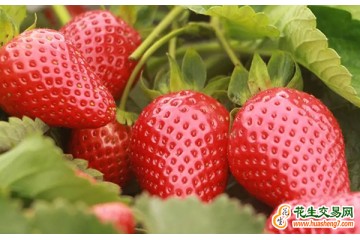上海青浦：白鶴草莓搶“鮮”上市 ()