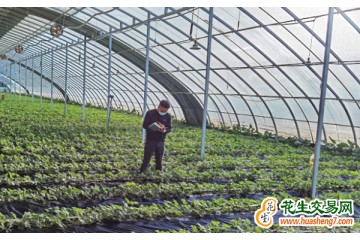 北京昌平：頭茬草莓進入成熟期 ()