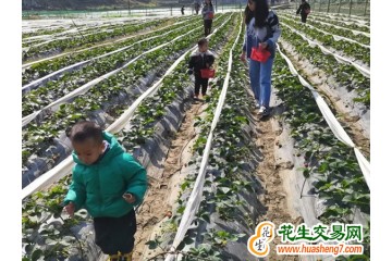 广西罗城：“草莓经济”助力乡村振兴