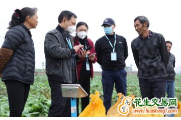 重慶市合川區：秋馬鈴薯喜獲豐收 ()