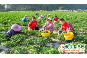 廣西西林：樟樹小青椒 增收新產業 ()