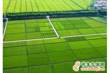 重慶：累計建成高標準農田1696萬畝 ()