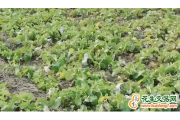 湖南祁陽：30余萬畝油菜“綠裝”越冬 ()