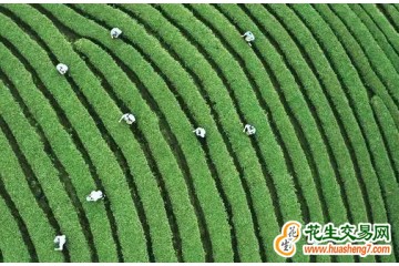 四川：川茶綜合產值再創新高 ()