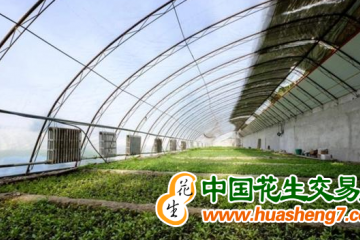 吉林：棚膜經濟發展勢頭強勁 ()